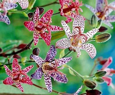 Садовая Орхидея - 53 фото