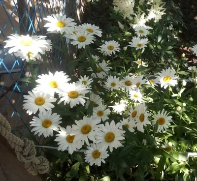 Цветы Ромашка садовая Северная звезда (0,3г) - купить по выгодным ценам в  Москве и с доставкой по России