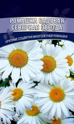 Ромашка садовая крупноцветная белая многолетняя - купить семена в Украине  недорого | Florium.ua