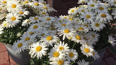 Ромашка садовая Белый гигант (Matricaria, Chrysanthemum leucanthemum)  купить с доставкой по Беларуси \"BuonRoza \"