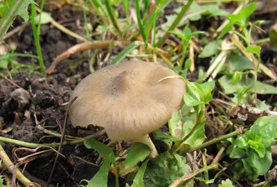 3 шт., сказочные садовые миниатюрные искусственные грибы | AliExpress