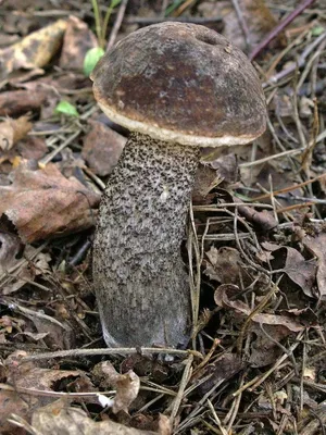 Популярные съедобные грибы | Грибы, Дикие грибы, Садовые грибы