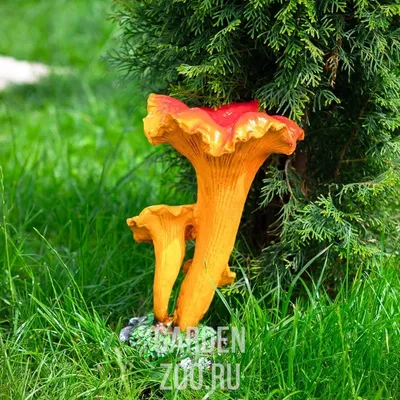 Первые летние грибы появились в лесах Подмосковья - KP.RU