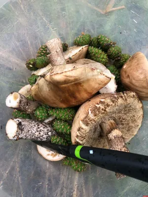 Декоративные грибы коричневые на пике 3 см для декора, 15 шт. в упаковке -  купить по низкой цене в интернет-магазине OZON (408541554)