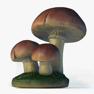 белые садовые грибы из южной африки Стоковое Фото - изображение  насчитывающей гриб, грибки: 217690176