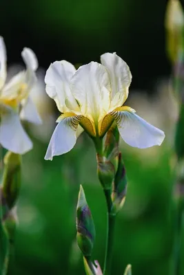 Ирис бородатый (Iris barbata) - «❤Изумительно красивые и благородные цветы,  которые украсят любой сад своим великолепием!❤» | отзывы