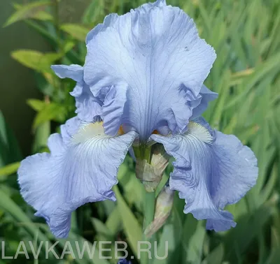 iris \"WOVEN SUNLIGHT\" купить ирис WOVEN SUNLIGHT коллекция Рябцевой Татьяны  #ирисбородатый посадка | Plants, Garden