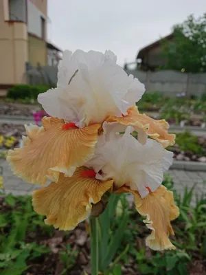 Садовые цветы ирисы | пестрые и яркие ирисы для садовых участков -  Интересный блог Семёнова Виталия о творчестве и хобби