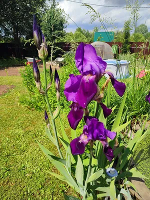 Ирис Фиолетовые Ирисы Садовые - Бесплатное фото на Pixabay - Pixabay