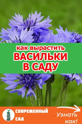 Василек садовый многолетний и однолетний Посадка семенами и уход Фото сортов