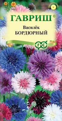 Иллюстрация Вектора Цветов Ручная Рисовать Садовые Васильки С Зеленым  Листом — стоковая векторная графика и другие изображения на тему Василёк  синий - iStock