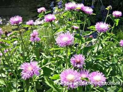 Василек посевной /Centaurea cyanus - «Бывают любого цвета, кроме жёлтого и  оранжевого, наверно...» | отзывы