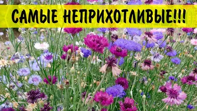 Купить - Цветы Василек Летние Каникулы смесь/Сем Алт/цп 0,3 гр.. Alsemya.ru  - интернет магазин семян и саженцев, газонов и удобрений!