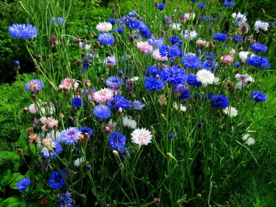 Василек синий - классический сорт; кнопка холостяка - – Garden Seeds Market  | Бесплатная доставка