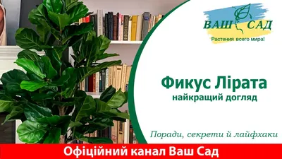 Фикус Чёрный принц: декоративный вид и простота ухода | Фикус, Растения,  Садовые клумбы