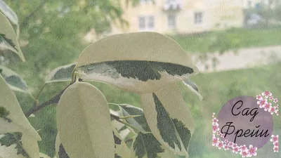 5 великанов: растения с самыми большими листьями для акцента в цветнике | В  цветнике (Огород.ru)