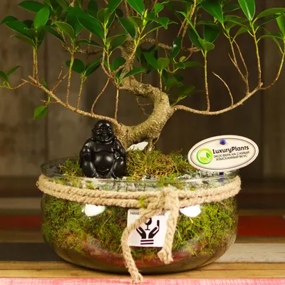 Бонсай Фикус 40 см в стеклянном кашпо \"Японский сад\" купить