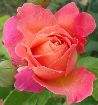 Сайгонская роза (69 фото) »