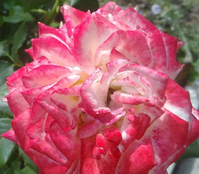 Сайгонская роза (69 фото) »