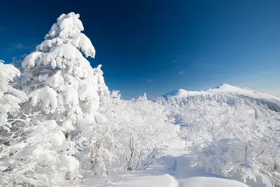 Сахалин зима фото фотографии