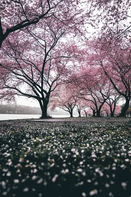 Sakura Wallpaper | About Murals