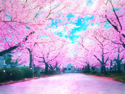 Sakura tree's flowers [1920x1080] : r/wallpaper