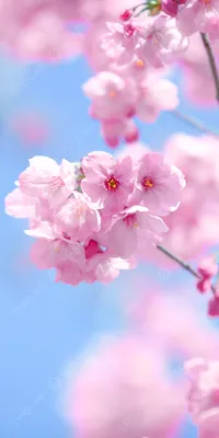 Sakura Flower in Frost Branch Wallpaper by patrika