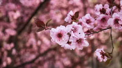 Фотообои Сакура на стену, бесшовные, каталог, цены и фото, купить в  Интернет-магазине