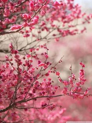 500+ Sakura Pictures | Download Free Images on Unsplash