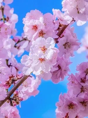 Sakura flowers or Cherry blossoms in full bloom on a pink background and  backdrop, copy space for text, good as banner and wallpaper, season  greetings, and other design material. 23522981 Stock Photo