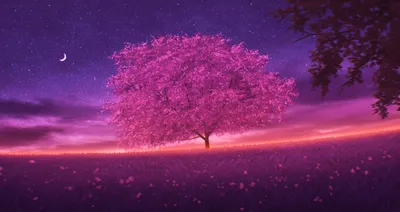 Nature Sakura 4k Ultra HD Wallpaper