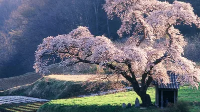 Sakura Trees Wallpaper