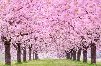 Sakura Flowers Wallpapers - Top 18 Best Sakura Flowers Wallpapers [ HQ ]