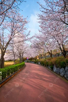 цветущая сакура аллея вишневого цвета в парке весной Фото Фон И картинка  для бесплатной загрузки - Pngtree