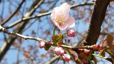 В Москве расцвела первая в этом году сакура - РИА Новости, 19.04.2023