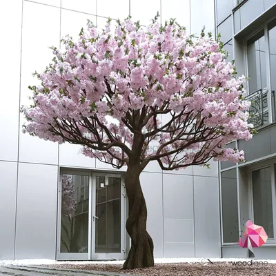 Цветущее дерево сакура, красивые деревья - www.woodlane.ru