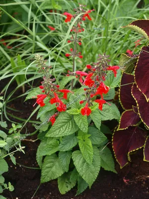 Сальвия ярко-красная - Сальвия - Травянистые растения для открытого грунта  - GreenInfo.ru