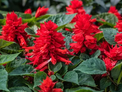 Цветы Сальвия блестящая: купить саженцы цветов сальвия блестящая в Твери |  GreenTver