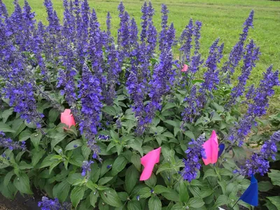 Цветок Сальвия голубой Монарх - фото и картинки: 67 штук
