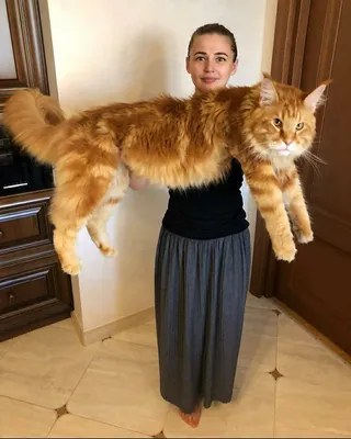 Самая большая кошка - фотография в хорошем качестве