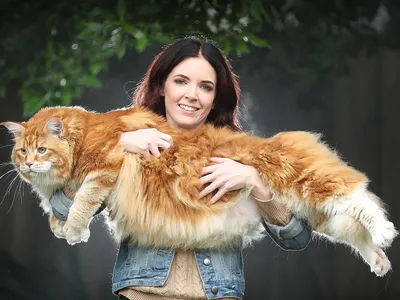 Самая большая кошка в формате jpg - скачать бесплатно