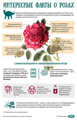 Bloom Rose - 🌹Самая Высокая Роза 170-190см 🇪🇨Чуда света из... | Facebook