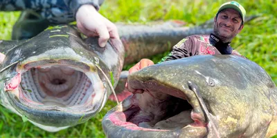 Красавица и чудовище: сибирячка поймала 62-килограммовую рыбу | НДН.Инфо
