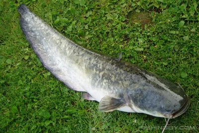 Сом обыкновенный (Silurus glanis) | FishingBY.com