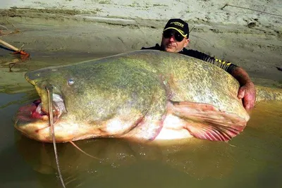 Сом ГИГАНТ! Самая большая рыба в жизни. Рыбалка на трофейного сома! | TikTok