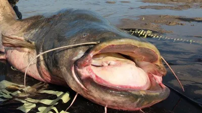 Самая гигантская рыба в мире: в Италии мужчина выловим 3-метрового сома