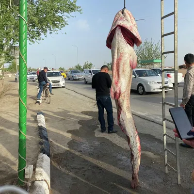 Сома-гиганта поймали в Рыбинском водохранилище около Череповца