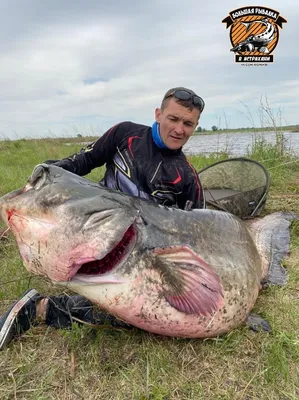 Гигантского сома поймал рыбак в Киеве - фото - новости Киева | Сегодня
