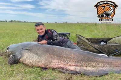 Вот это рыбища: итальянец поймал самого большого сома в мире - 06.06.2023,  Sputnik Беларусь