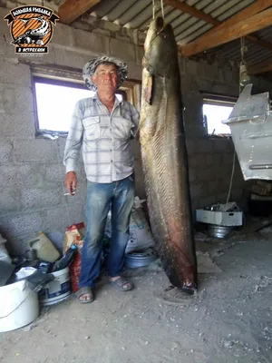 Рыбак в одиночку поймал гигантского сома: Звери: Из жизни: Lenta.ru